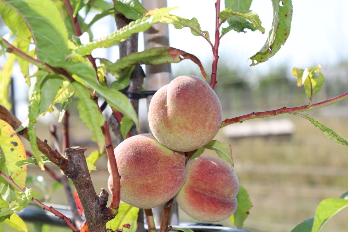 Belle de Croix Rouge