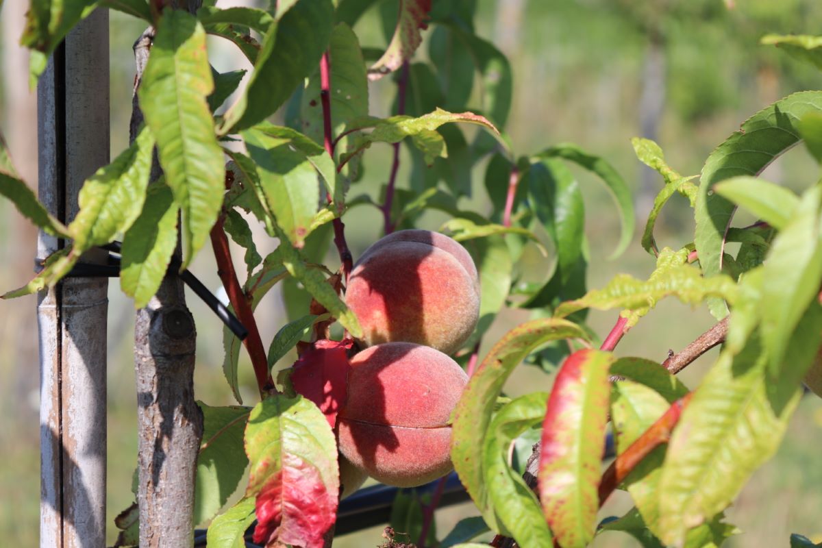 Belle de Croix Rouge
