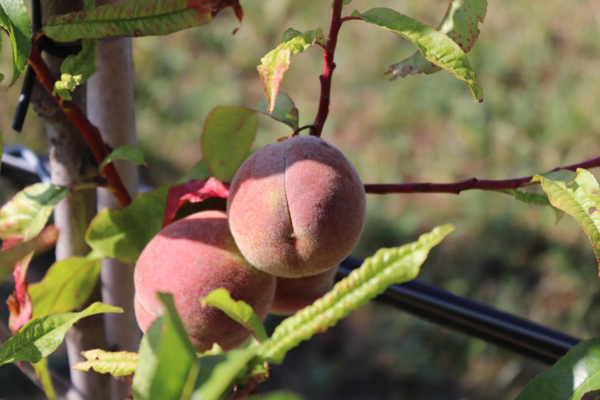 Belle de Croix Rouge