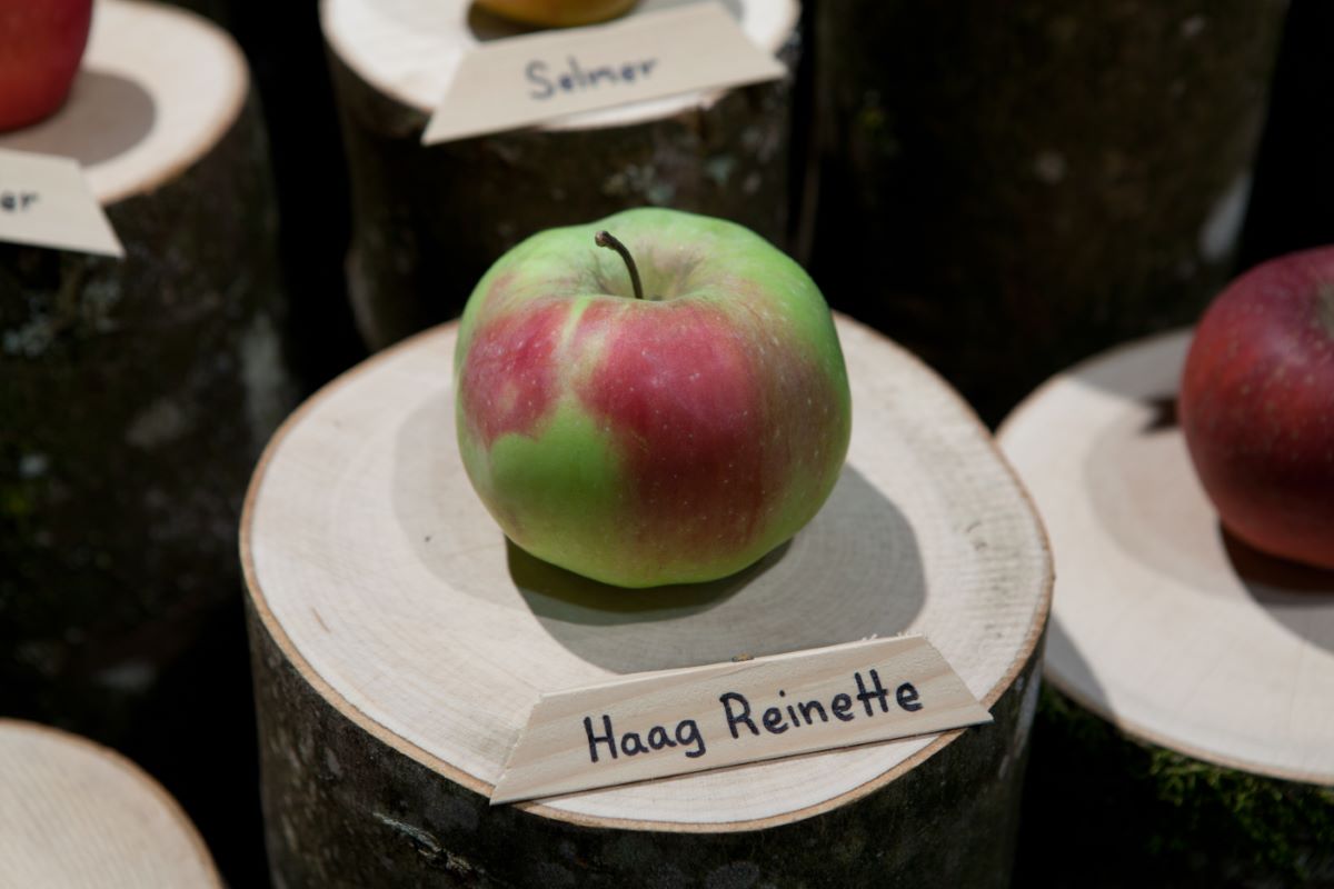 Haag Reinette
