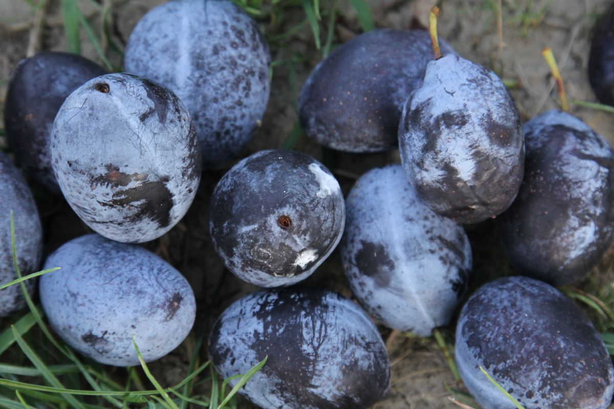 Ebersweier Frühzwetschge