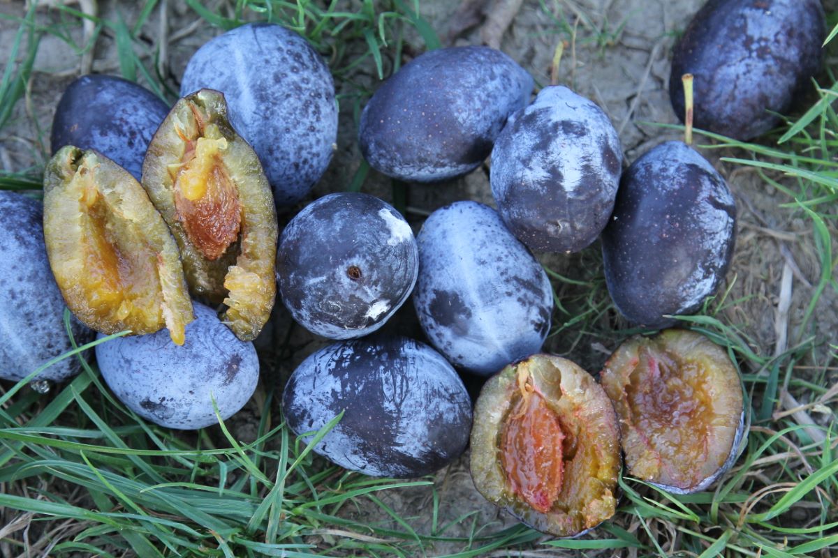 Ebersweier Frühzwetschge