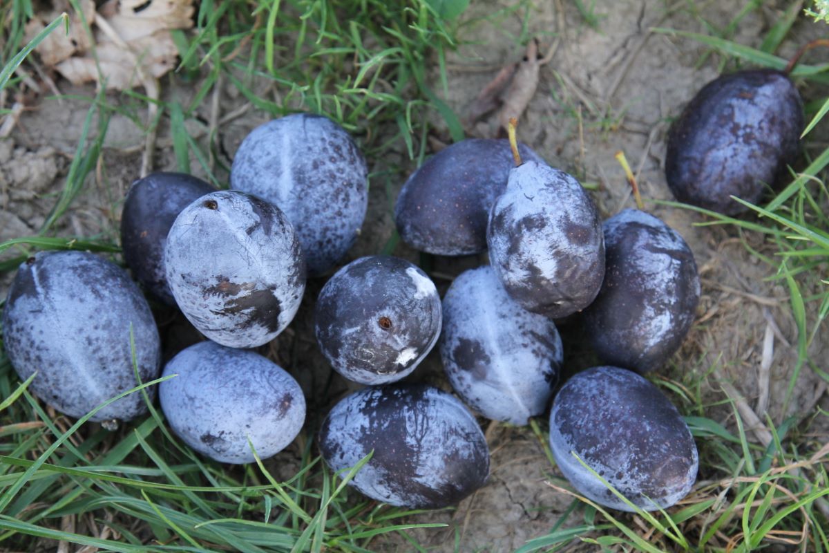 Ebersweier Frühzwetschge