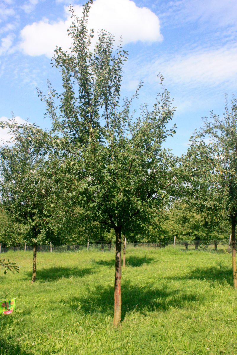 Ebersweier Frühzwetschge