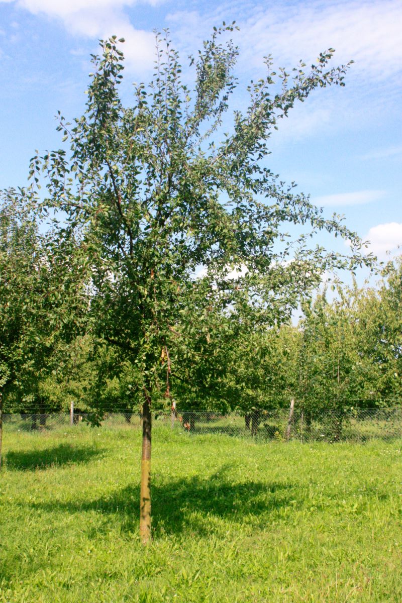 Ebersweier Frühzwetschge