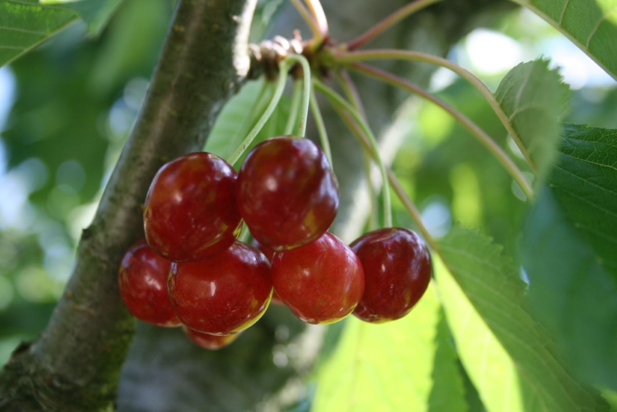 Wittnauer Wyssbüchler