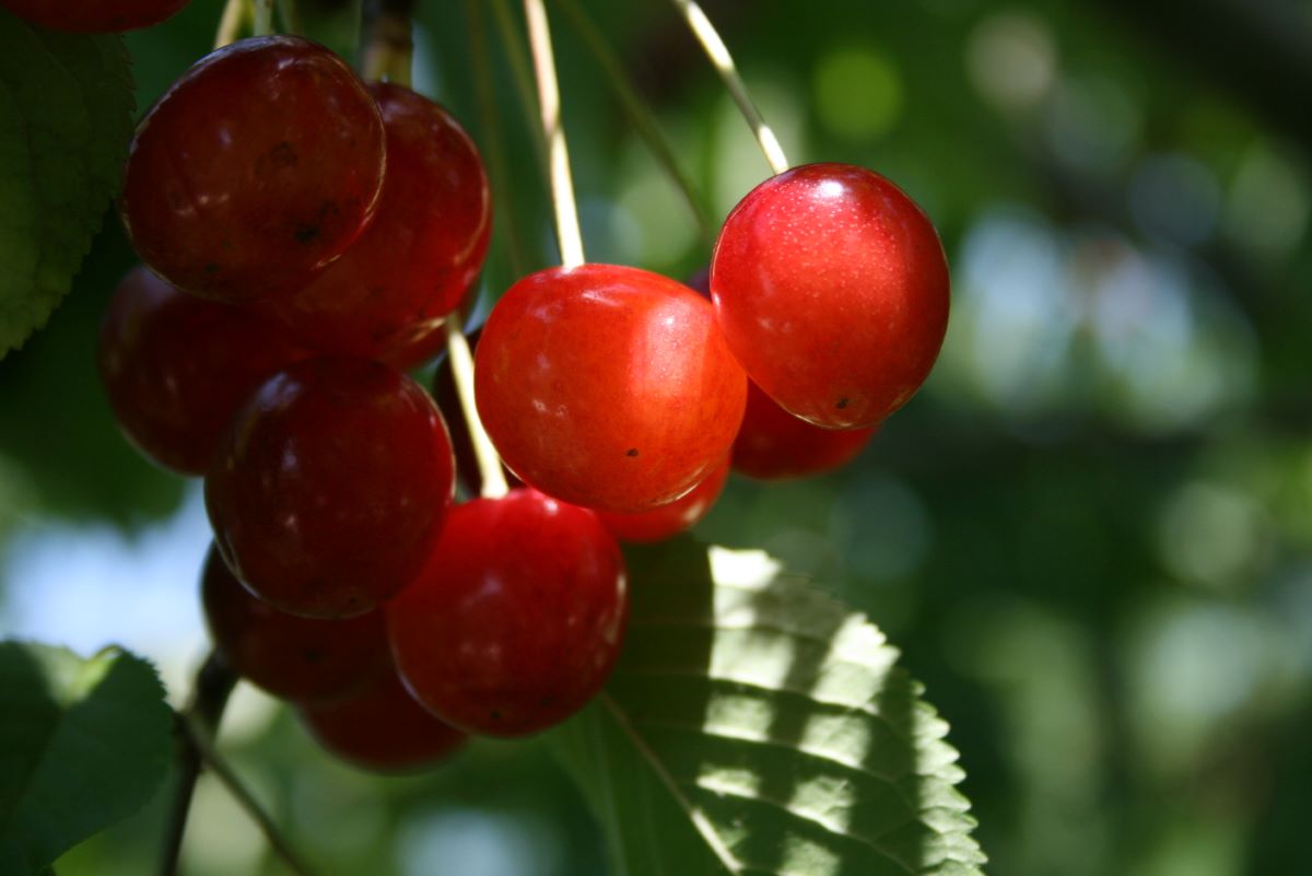 Wittnauer Wyssbüchler