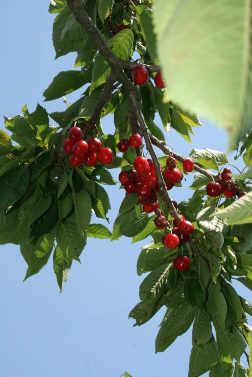 Wittnauer Wyssbüchler