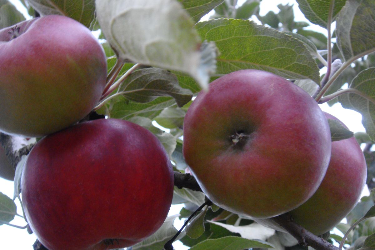 Framboise de Holovousy