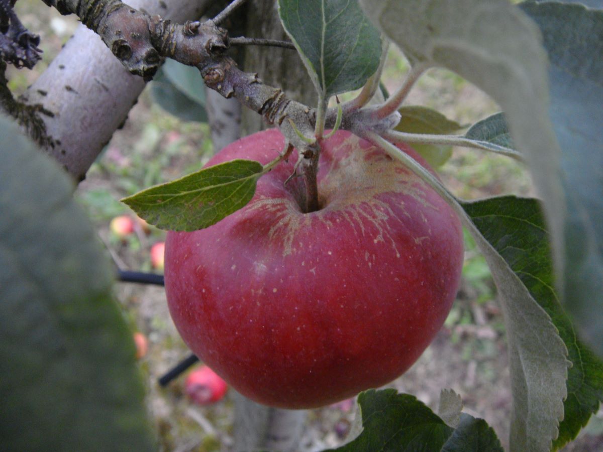 Framboise de Holovousy