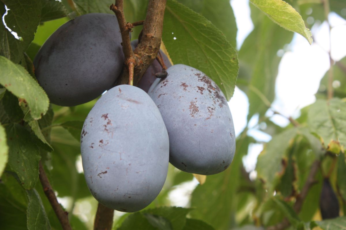 Große Zuckerzwetschge