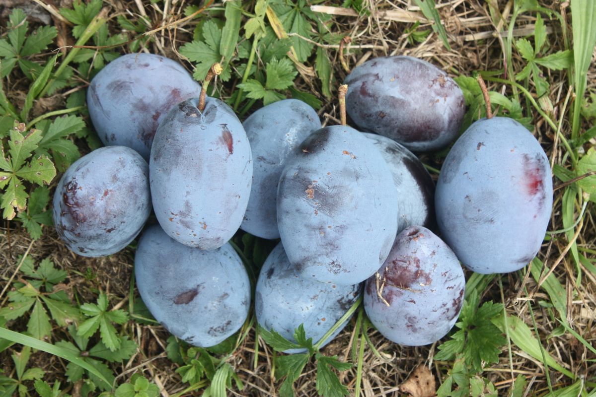 Große Zuckerzwetschge