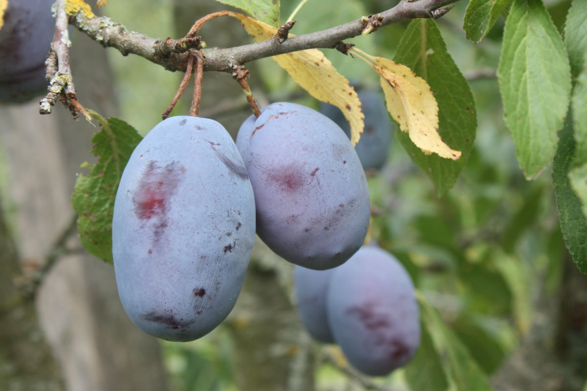 Große Zuckerzwetschge