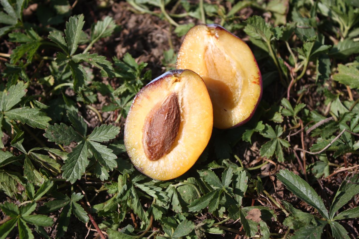 Große Zuckerzwetschge