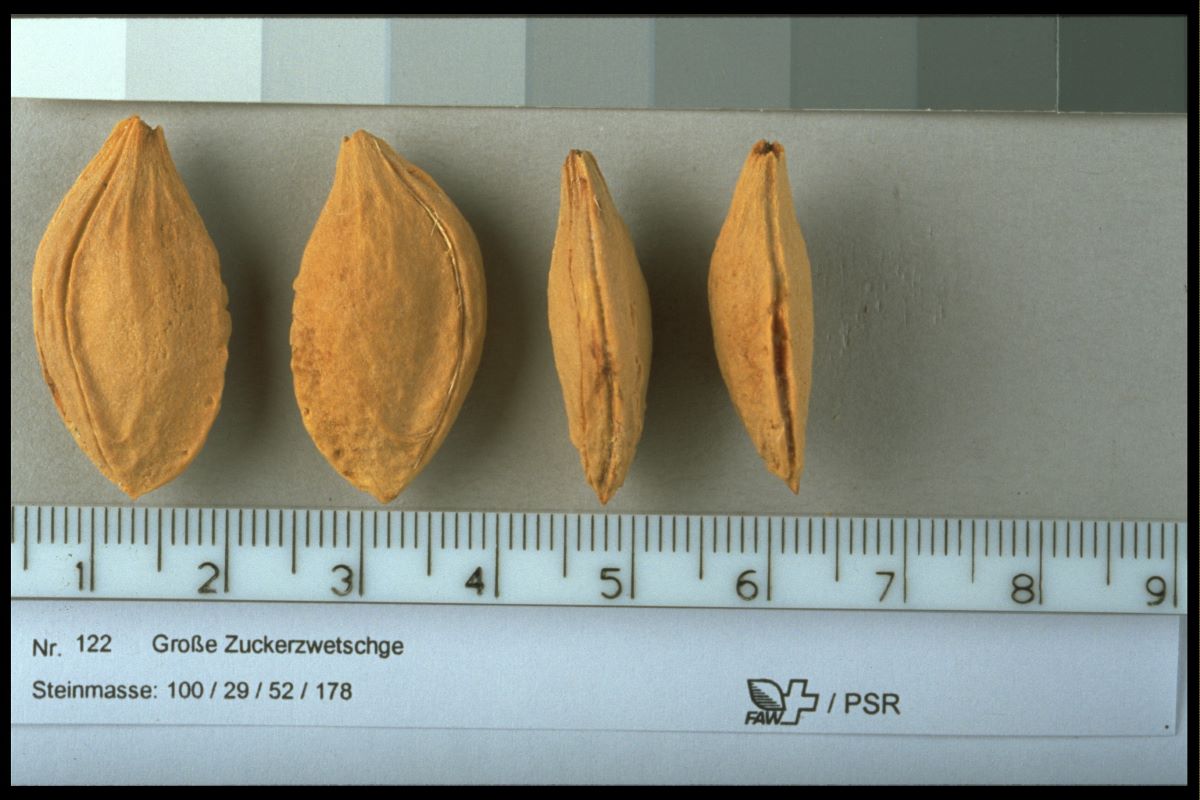 Große Zuckerzwetschge