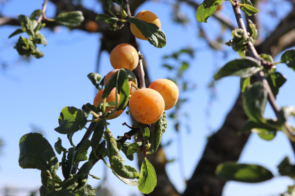 Précoce de Bergthold