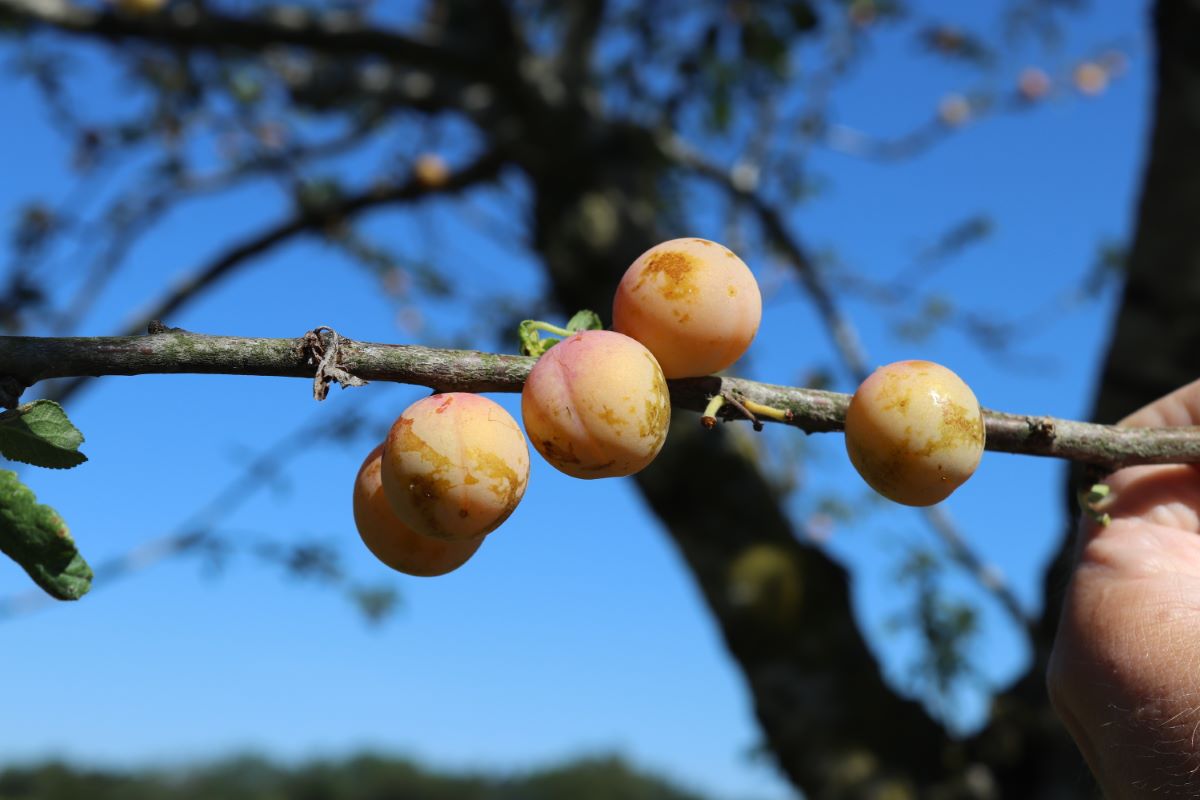 Précoce de Bergthold