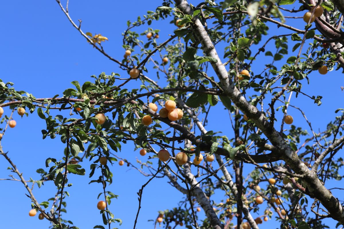 Précoce de Bergthold