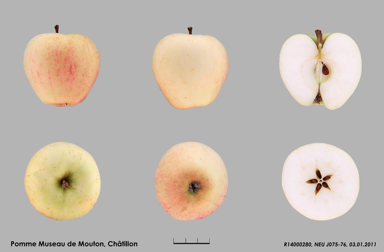 Museau de Mouton Châtillon