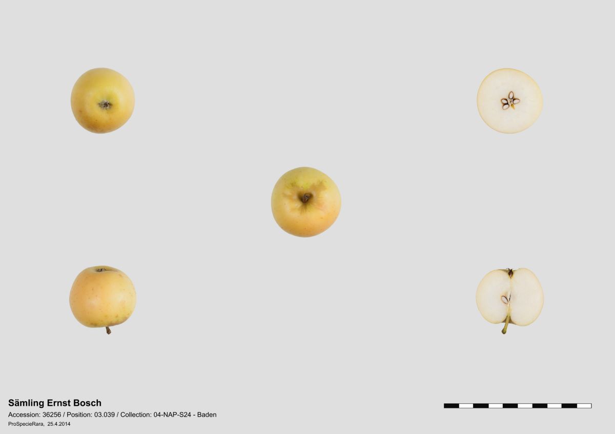 Gelber von Räterschen