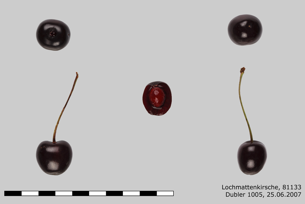 Lochmattkirsche
