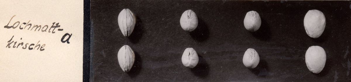 Lochmattkirsche
