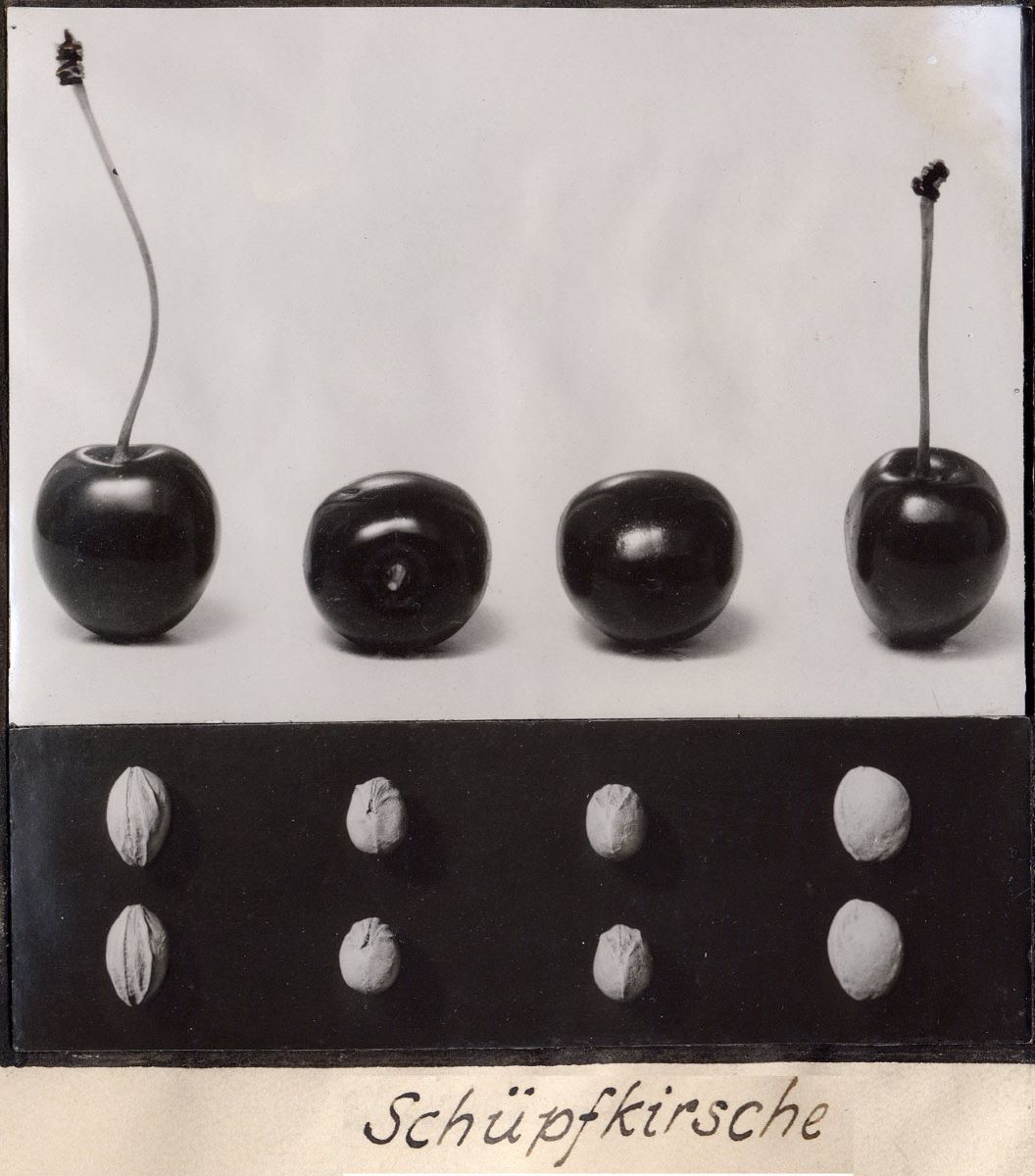 Schüpfkirsche