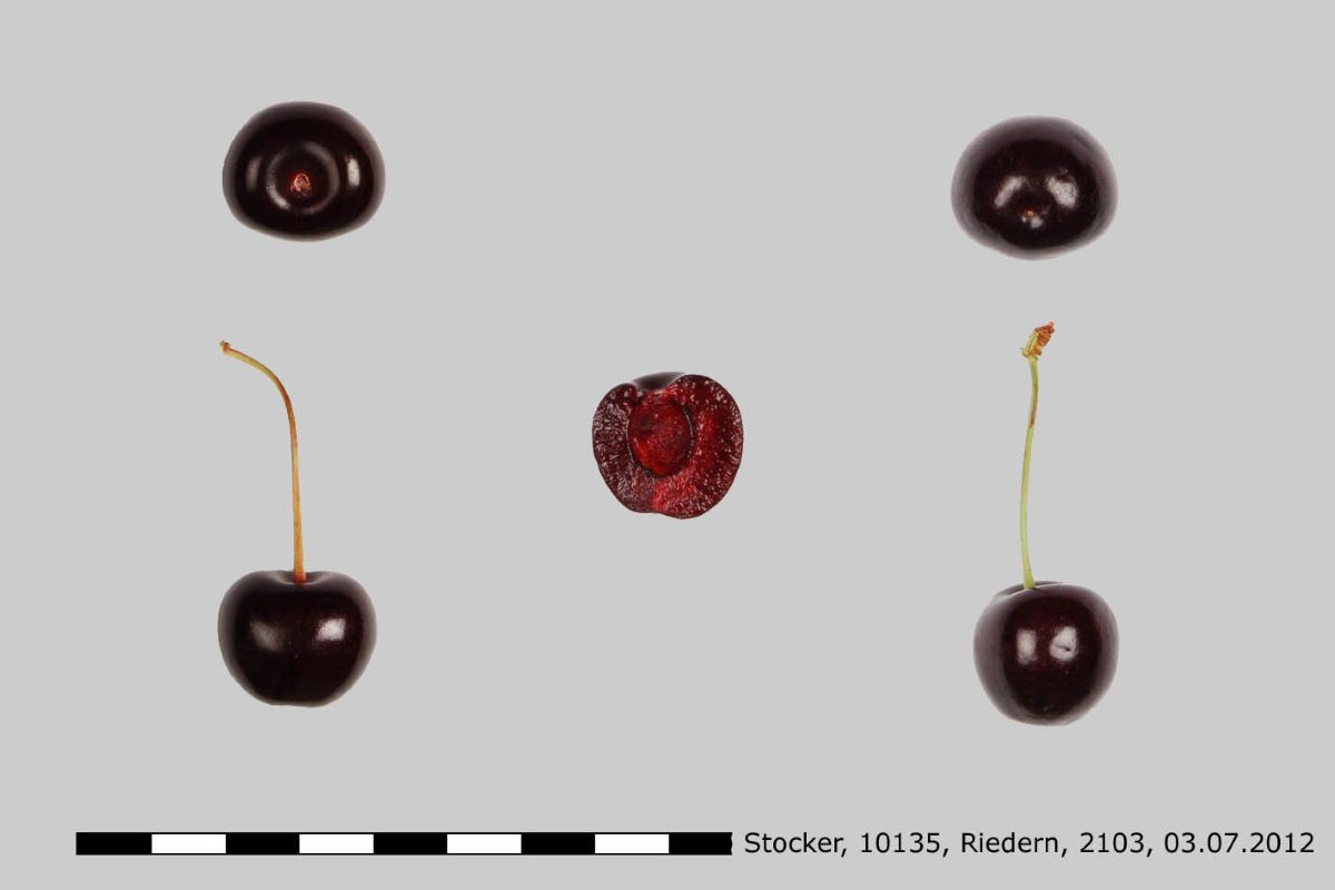 Stockerkirsche