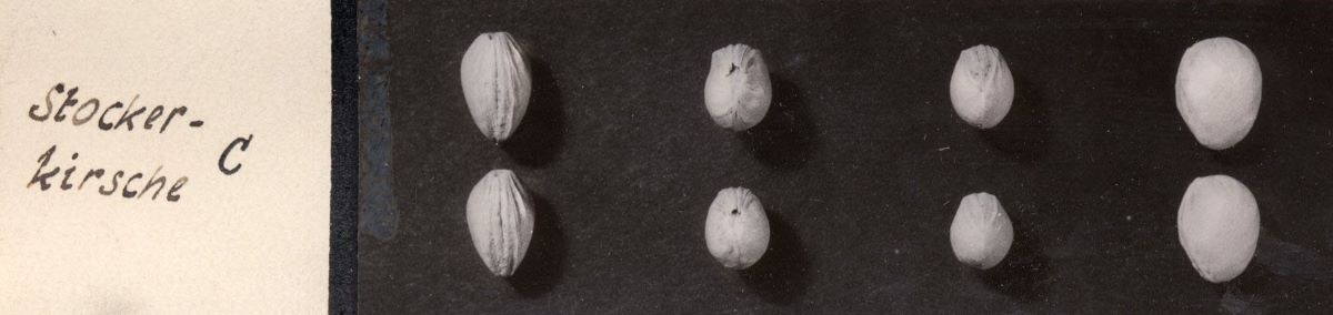 Stockerkirsche
