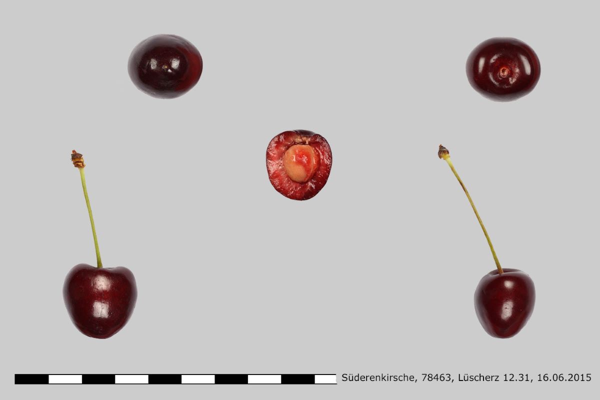 Süderenkirsche