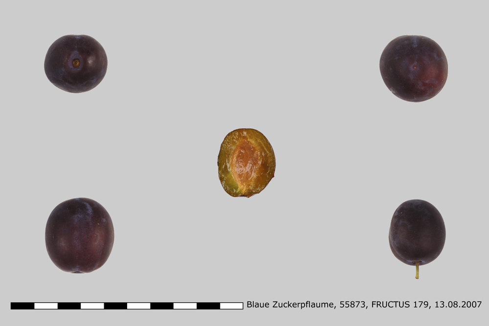 Blaue Zuckerpflaume