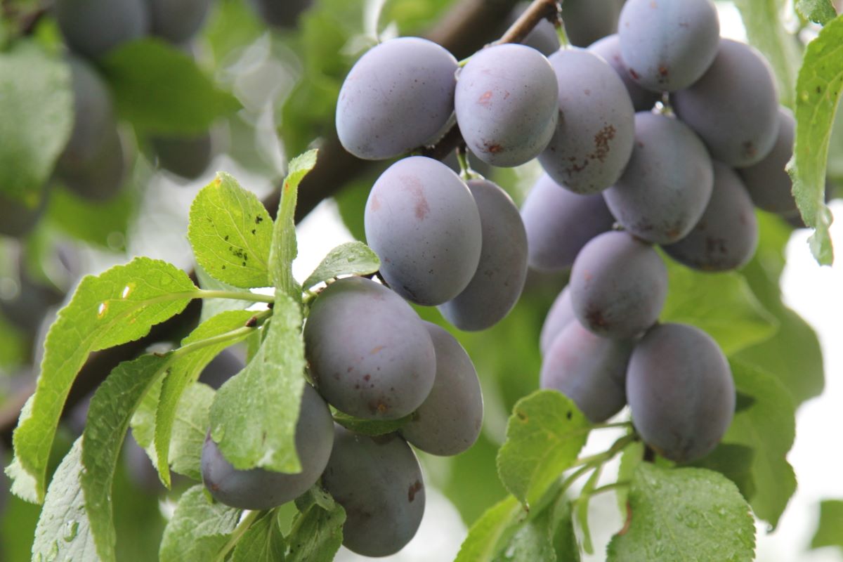 Hauszwetschge Typ Lohnemer
