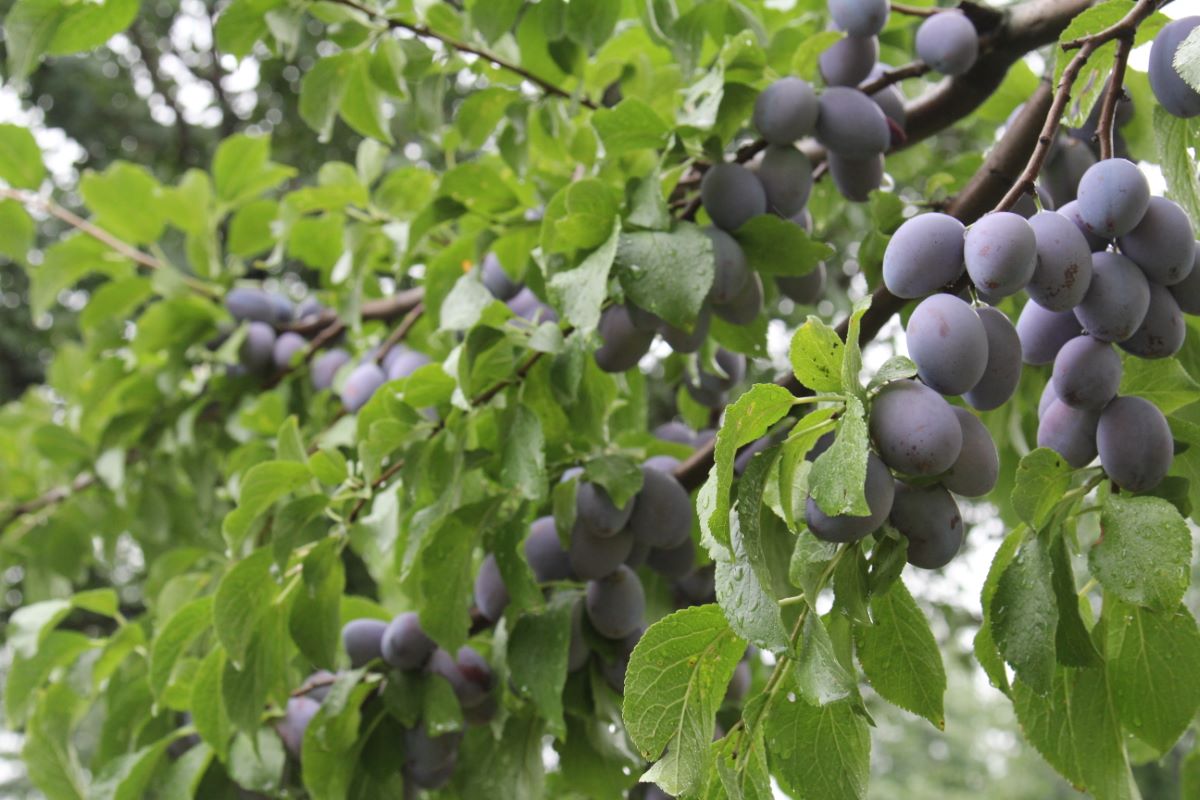 Hauszwetschge Typ Lohnemer