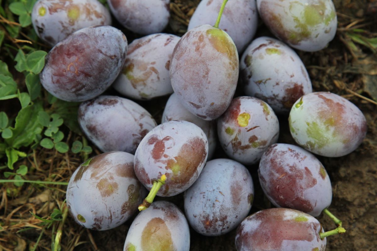 Hauszwetschge Typ Lohnemer