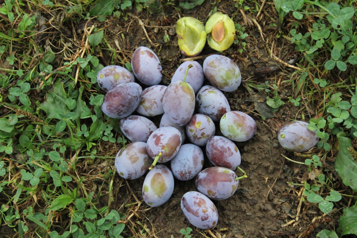 Hauszwetschge Typ Lohnemer