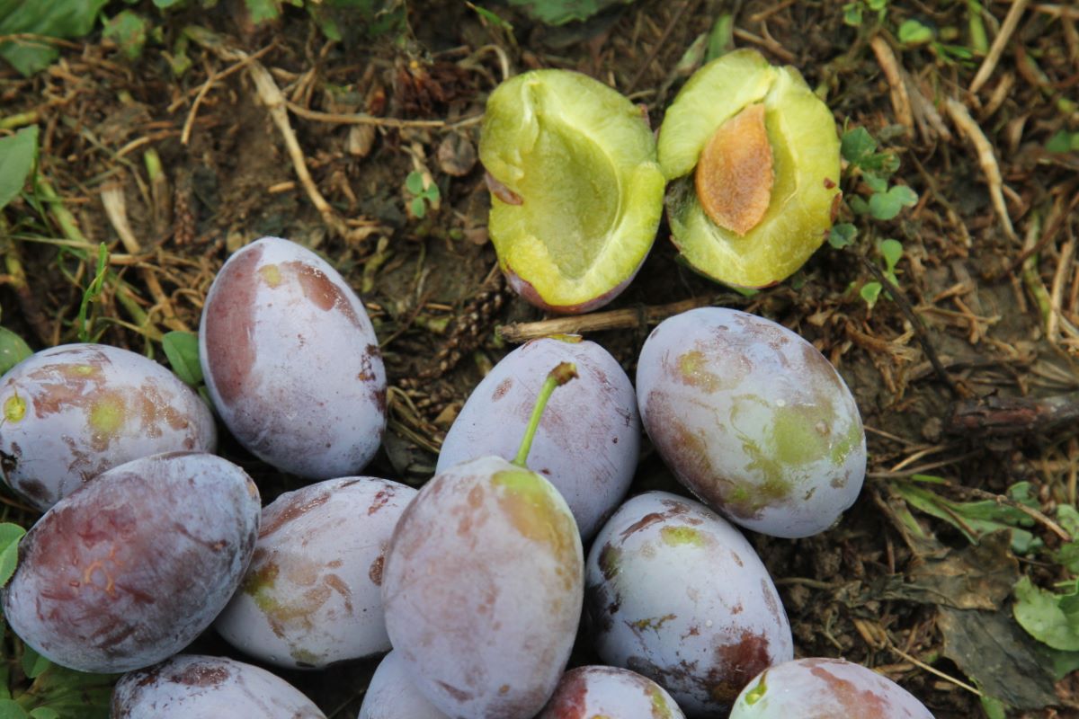 Hauszwetschge Typ Lohnemer