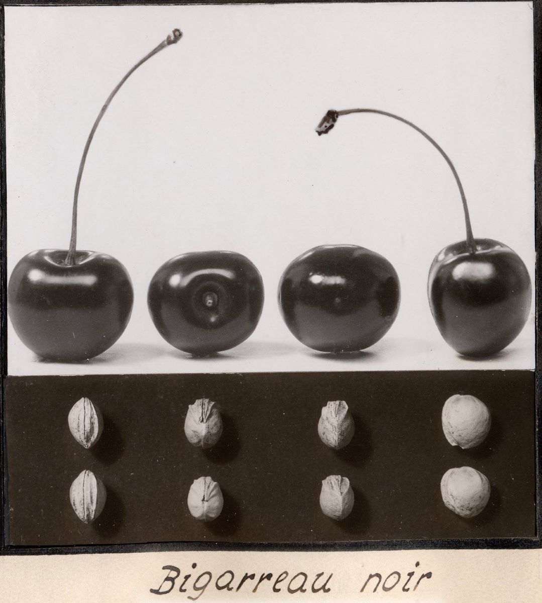 Grosse Schwarze Knorpelkirsche