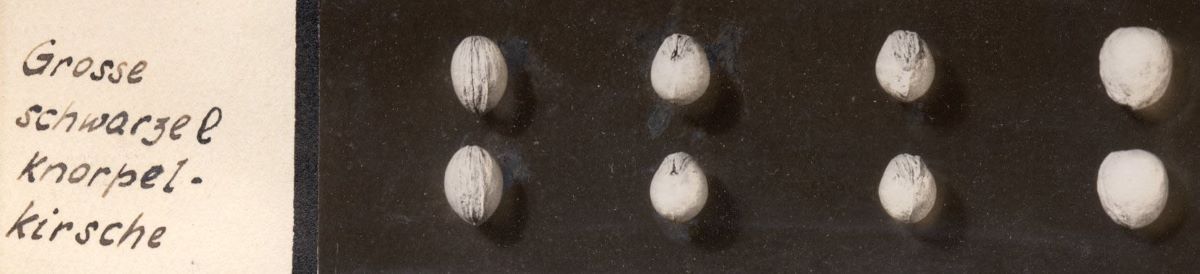 Grosse Schwarze Knorpelkirsche