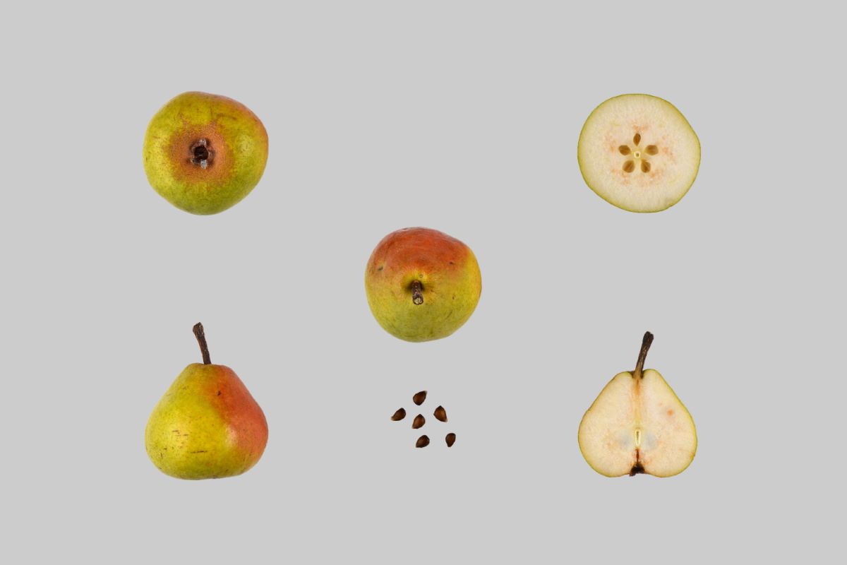 Toggenburger Schafenbirne