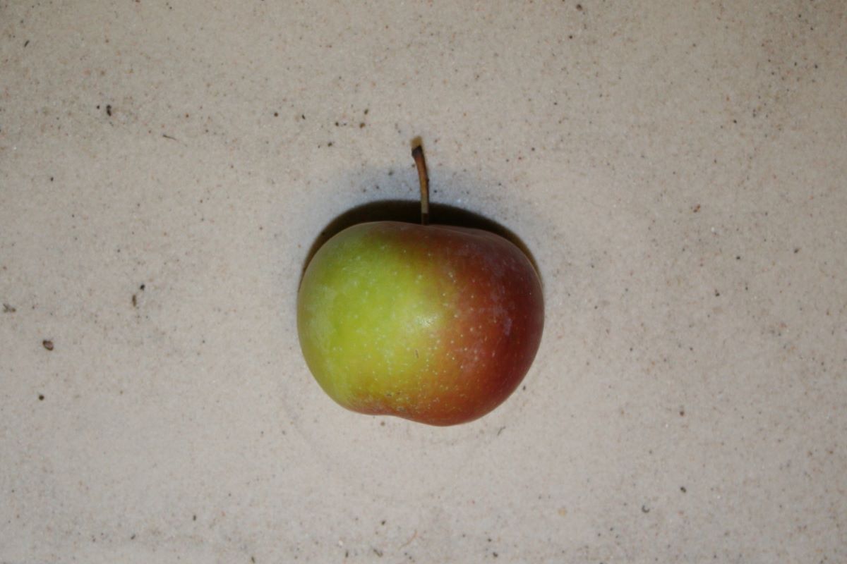 Bläuler Steinebrunn