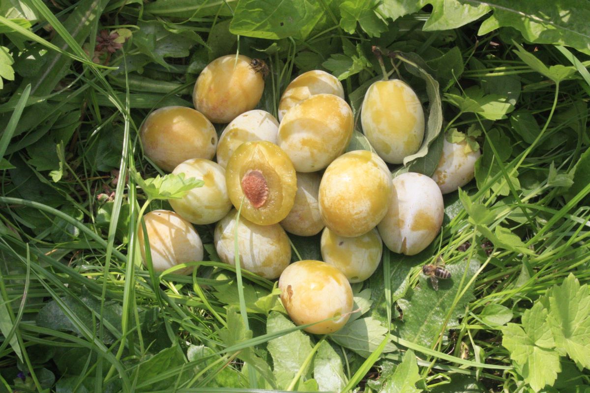 Gelbe Zwetschge Gränichen