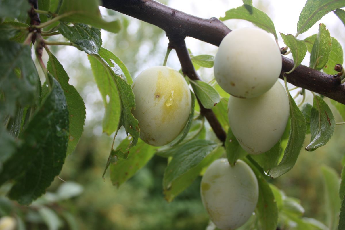 Gelbe Zwetschge Gränichen
