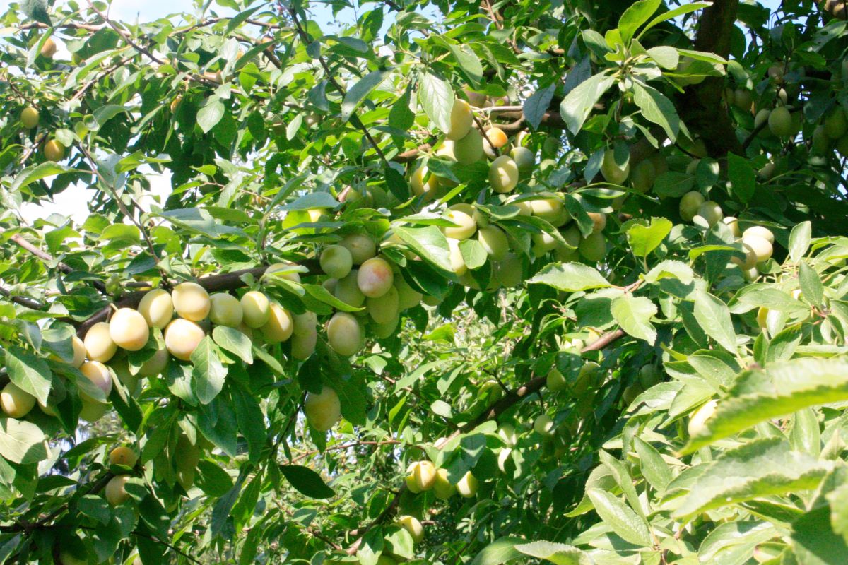 Gelbe Zwetschge Gränichen