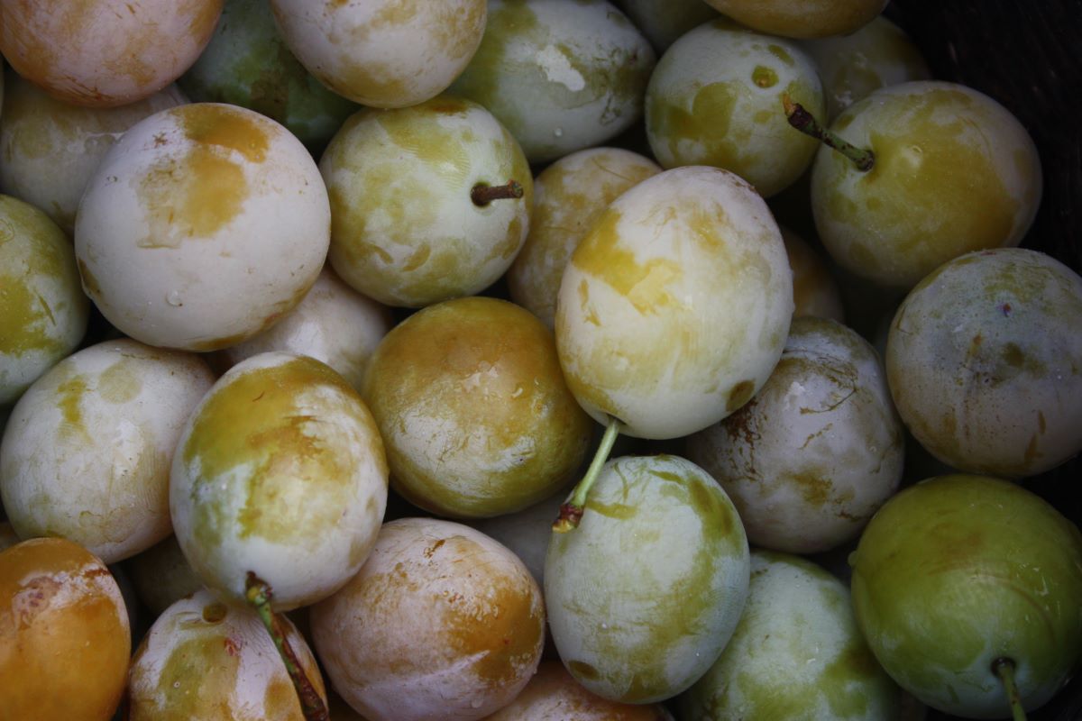 Gelbe Zwetschge Gränichen