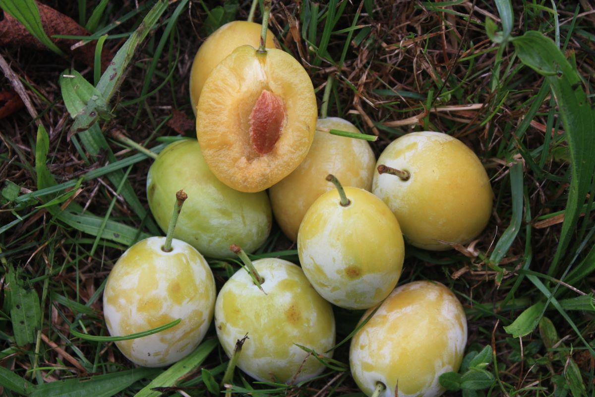 Gelbe Zwetschge Gränichen