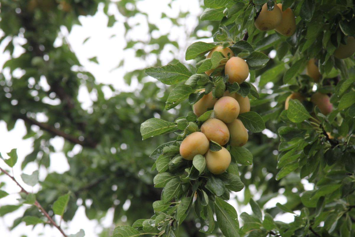 Prugna Gialla di Von Hartwiss