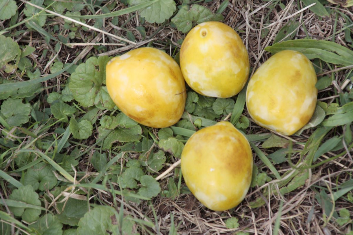 Prugna Gialla di Von Hartwiss