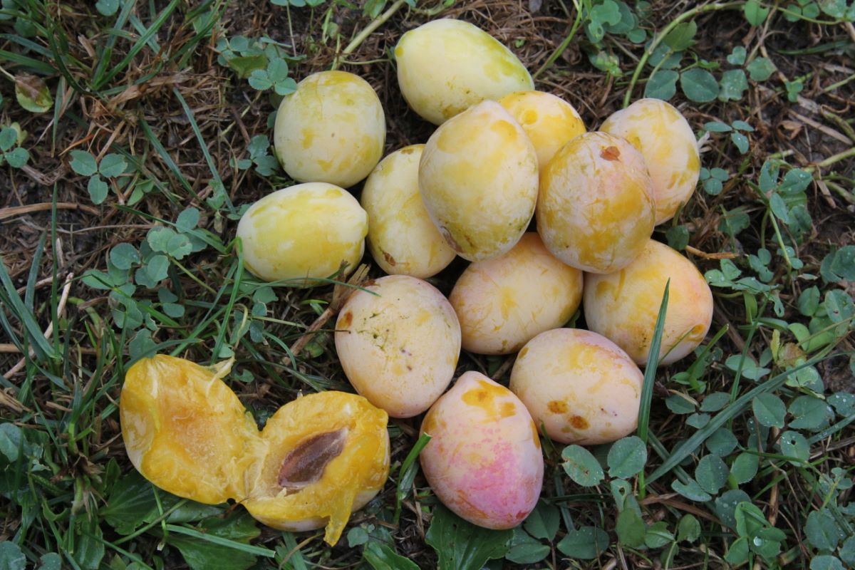 Prugna Gialla di Von Hartwiss