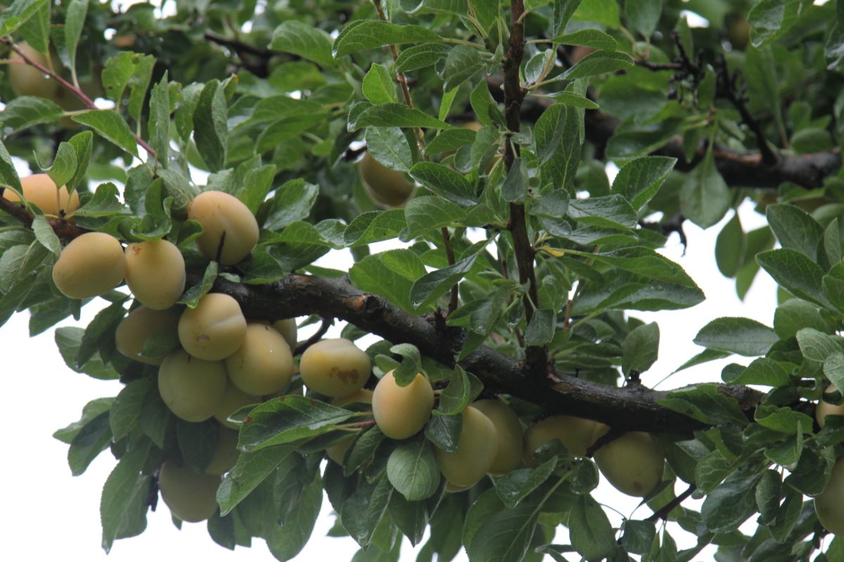 Prugna Gialla di Von Hartwiss