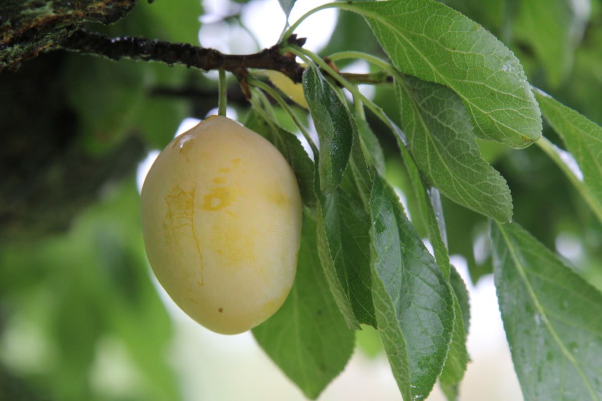 Prugna Gialla di Von Hartwiss